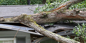 Storm Tossed Tree Impales a House Roof